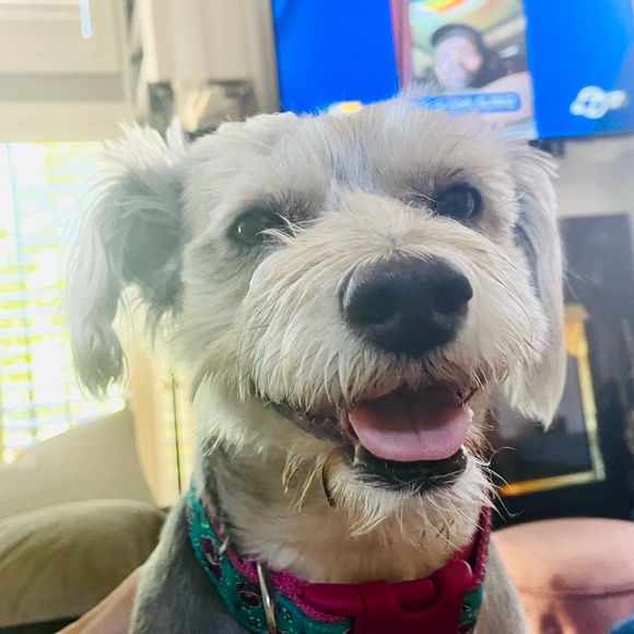 Meet your Posher, Coco - Picture 3 of 3